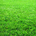 grass