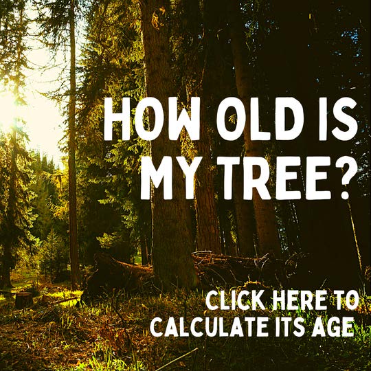 Tree_Age