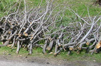 branches_collecte