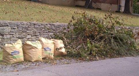 Branch_and_Leaf_Pick-up