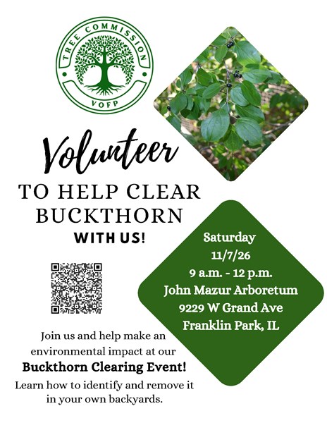 Buckthorn_Removal