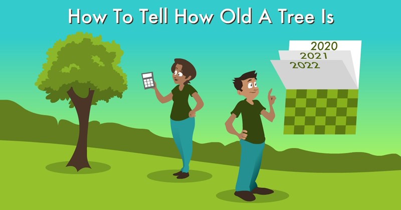 How-To-Tell-How-Old-A-Tree-Is
