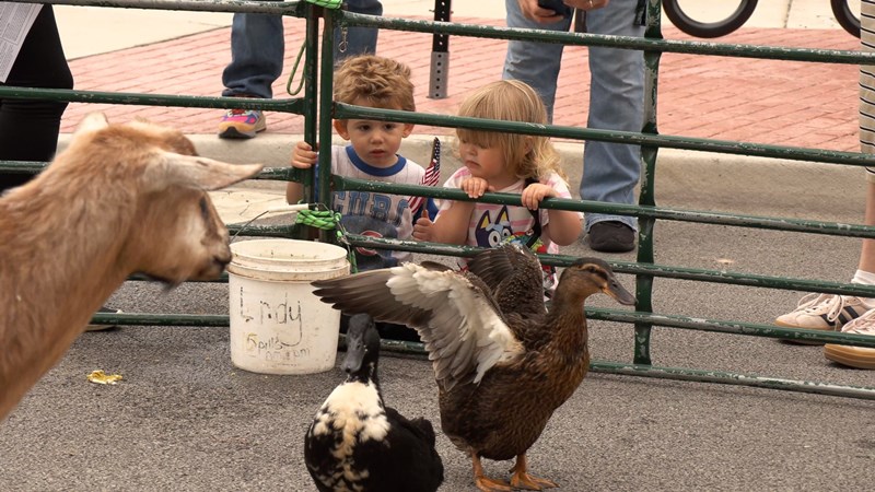 PettingZoo