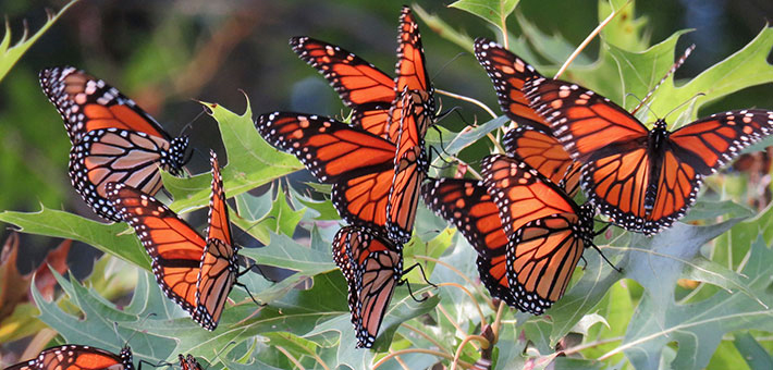 RoostingMonarchs