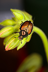 top10IllinoisTreePests
